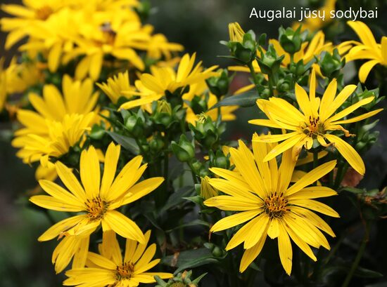 Legėstas (Silphium x JS) 'Maya'